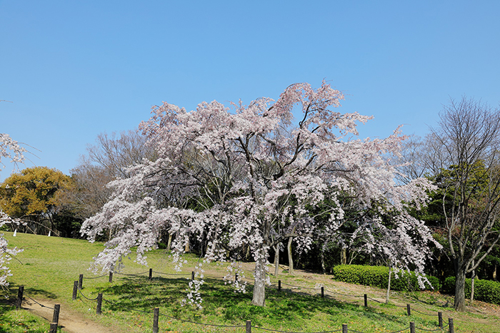 大仙公園